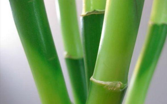 富贵竹拦腰剪断之后多久能发芽,富贵竹长得太高剪断留哪部分
