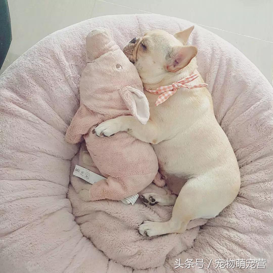 斗牛犬挑食怎么办,斗牛犬不胖怎么回事