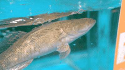 逛水族馆满脑子都是海鲜,水族馆里的海鲜