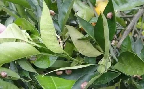 柑橘常见虫子有哪些,蜗牛危害柑橘是怎样的