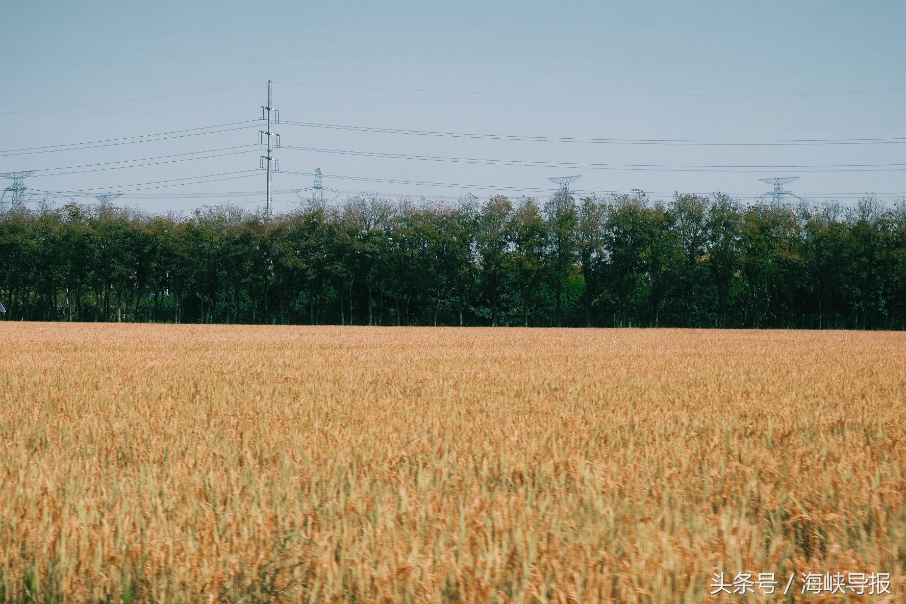 大隐隐于市!这座生态园让你感受江南水乡的农家之美