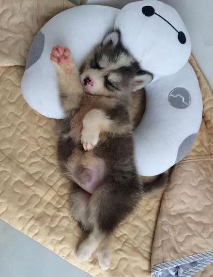 网友出门逛街,发现有一只低价出售的二哈,买回去结果赚大发了!