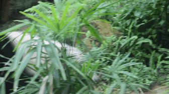 哪些动物名字容易读错,一般人都不知道的动物名字