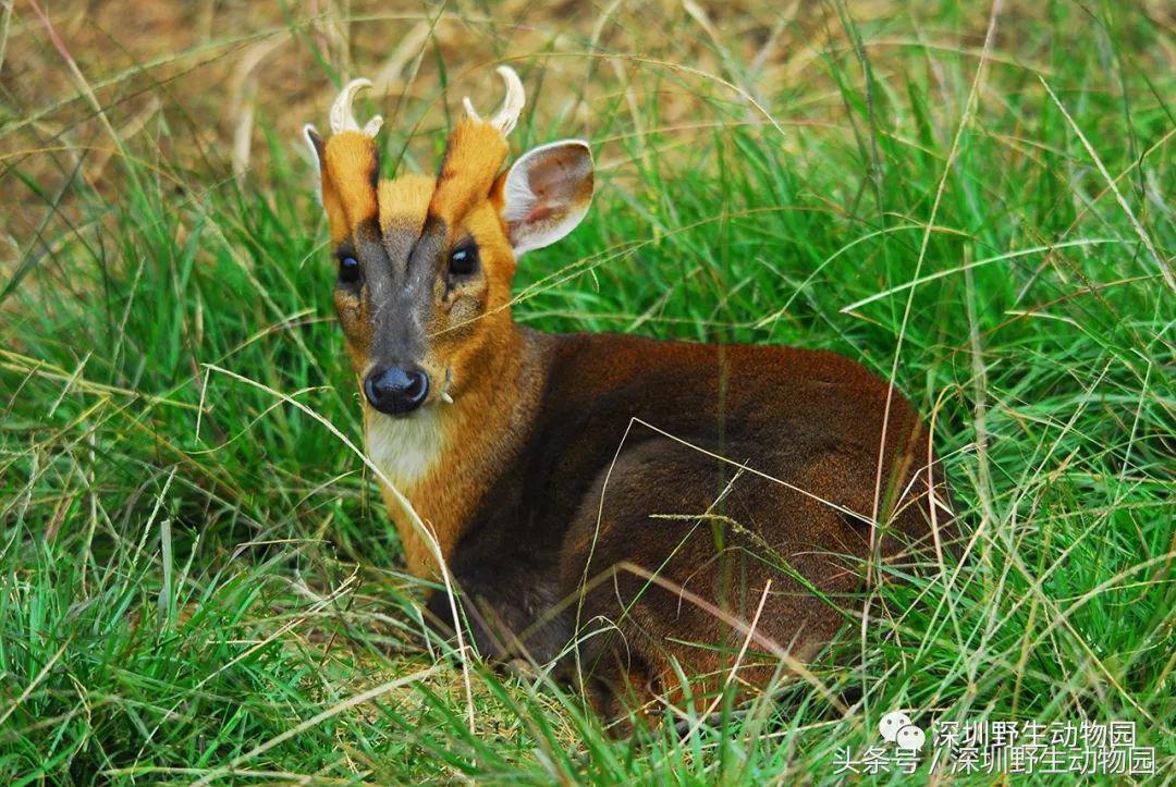 哪些动物名字容易读错,一般人都不知道的动物名字