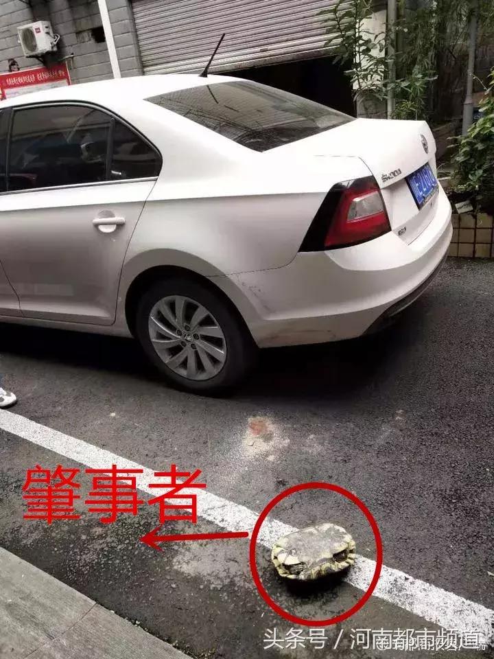 “砰砰”！从7楼坠下，将车顶砸出一个坑！它一点事没有