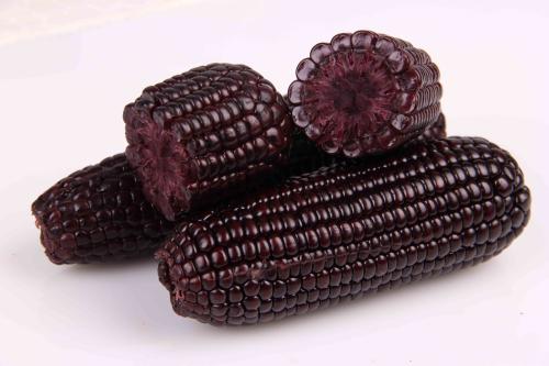 转基因农作物虫子为啥不吃,虫子不吃转基因玉米吗