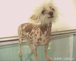 中国名犬,中国有什么名犬