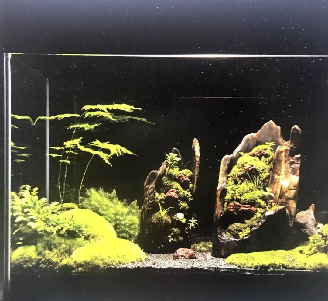 盆景十二技法图片讲解榕树,盆景十二技一法口诀