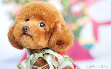 家养泰迪都是什么品种,常见家养宠物犬大全