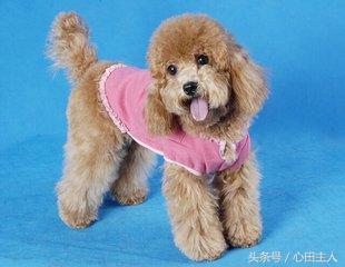 养宠物泰迪犬的正确饲养方法,家养泰迪的的生活习性