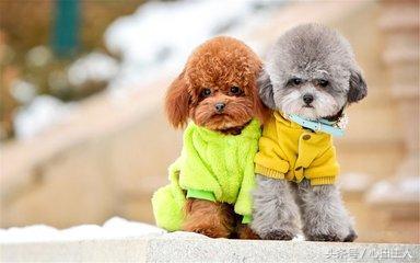 家养泰迪都是什么品种,常见家养宠物犬大全