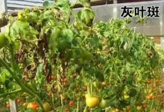 夏秋番茄病害图片大全,冬春大棚番茄病害怎么防治