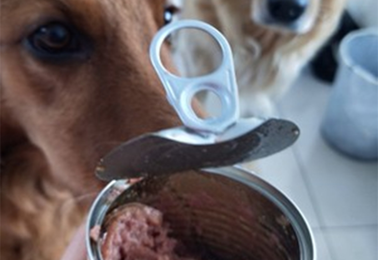 狗狗长肉罐头推荐,狗狗最好的罐头