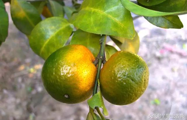 柑橘成熟果实太软怎么回事,柑橘果实发黄是怎么回事