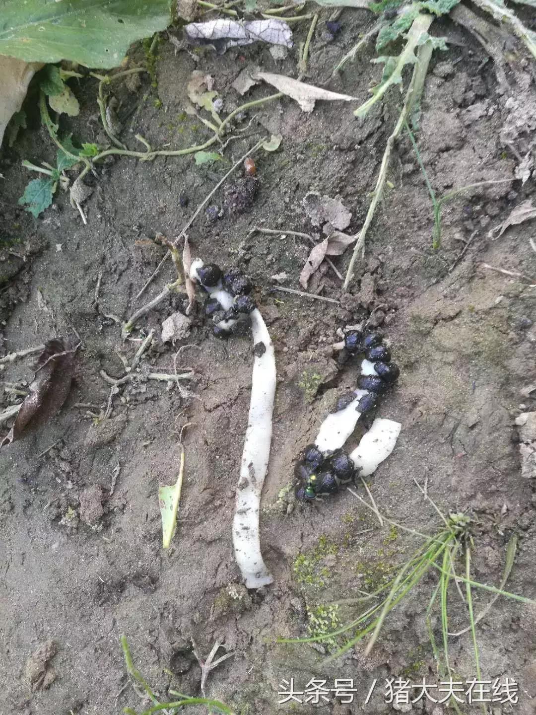 羊的血液原虫病怎么预防,育肥羊绦虫