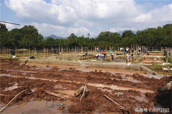 美国青蛙牛蛙的养殖效益,美国青蛙养殖