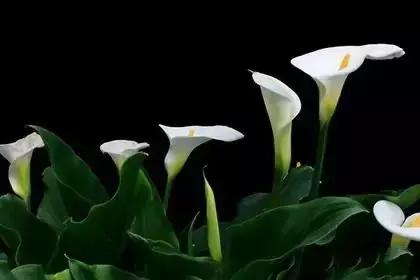 什么花朵的花语是救赎的花语,花语大全花的数量