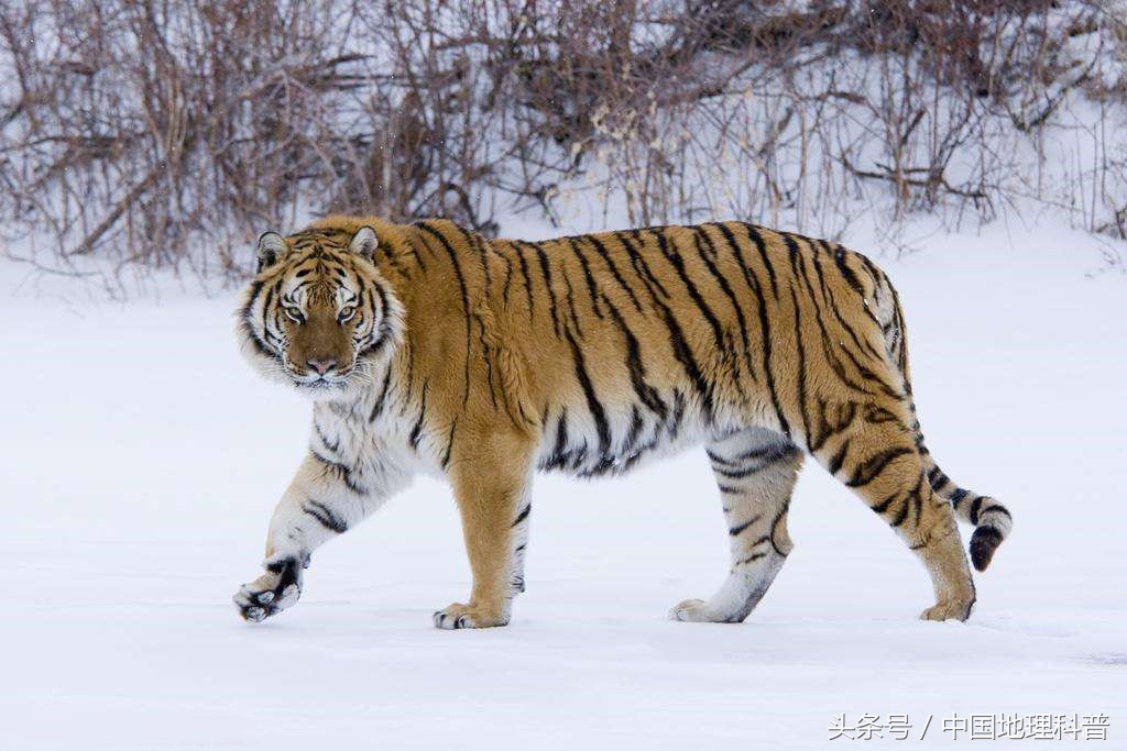 黑龙江省地形地貌与气候特征,2021年黑龙江省气候预测