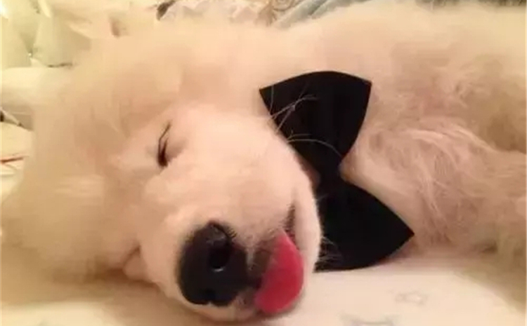 小狗狗穿鞋子好还是不好,狗狗需要穿尿不湿吗