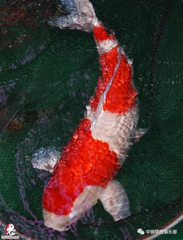 买锦鲤是集中买还是一条条买,买锦鲤买多大的合适