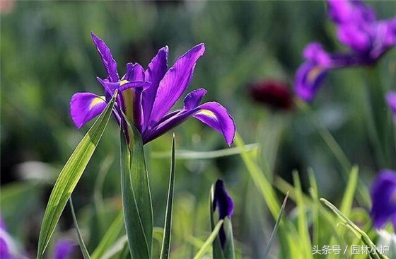 10种超美的紫红色花,十种最漂亮的深紫色花