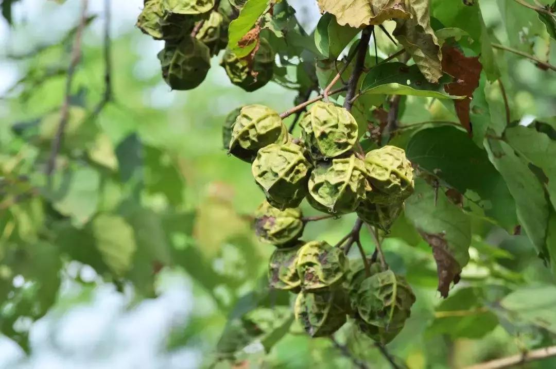 这种果子绝对不能吃,这种水果千万别吃