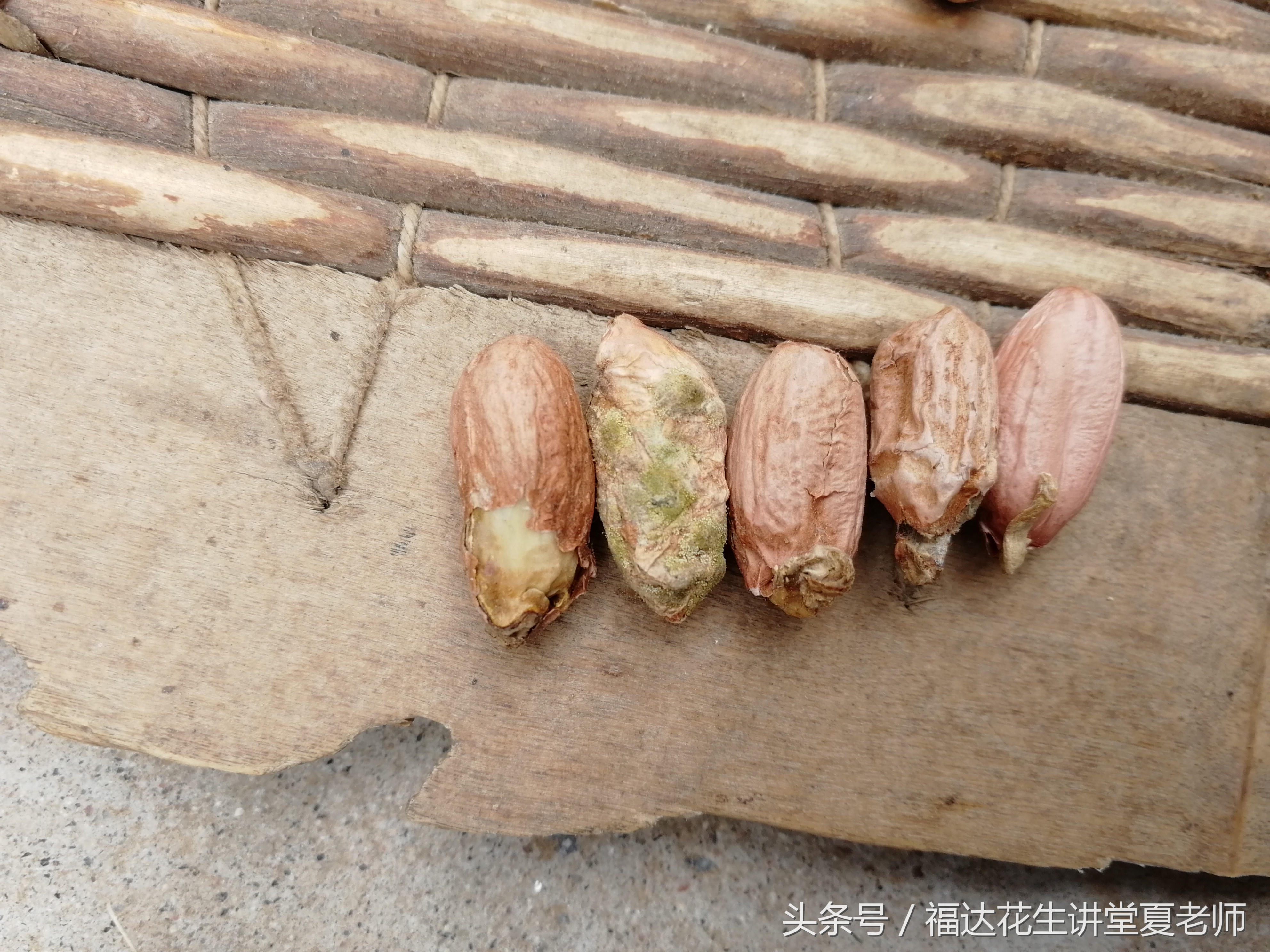 花生老是死为什么,如何避免花生烂种缺苗