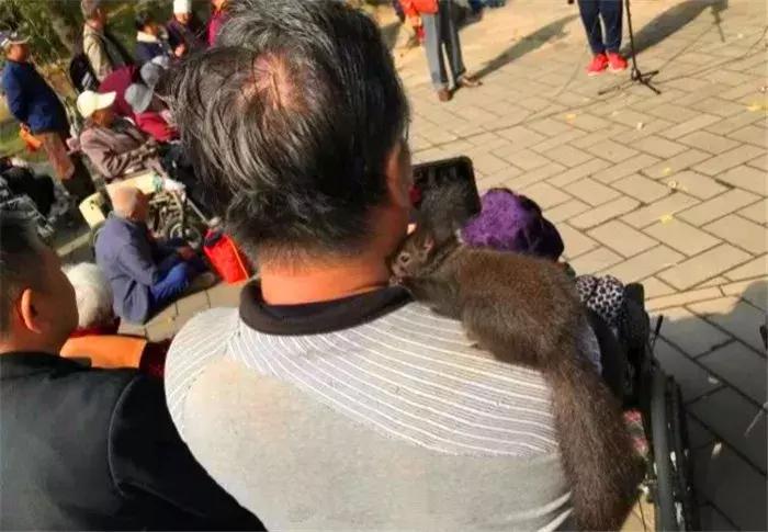 孤独老人养什么宠物,孤独老人养一只鹅作伴