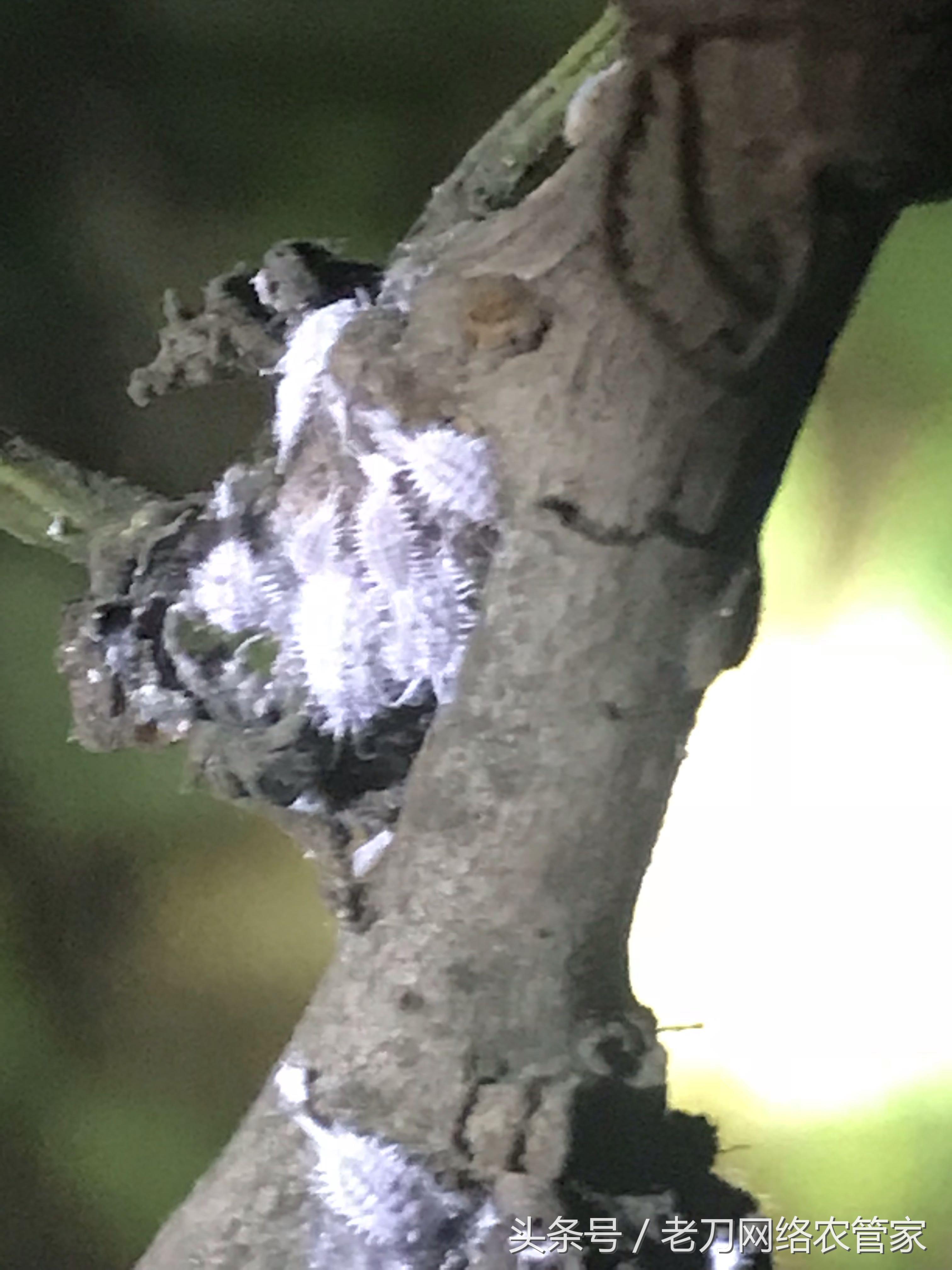 樱桃树上的蚧壳虫在什么地方繁殖,樱桃树蚧壳虫死亡迹象