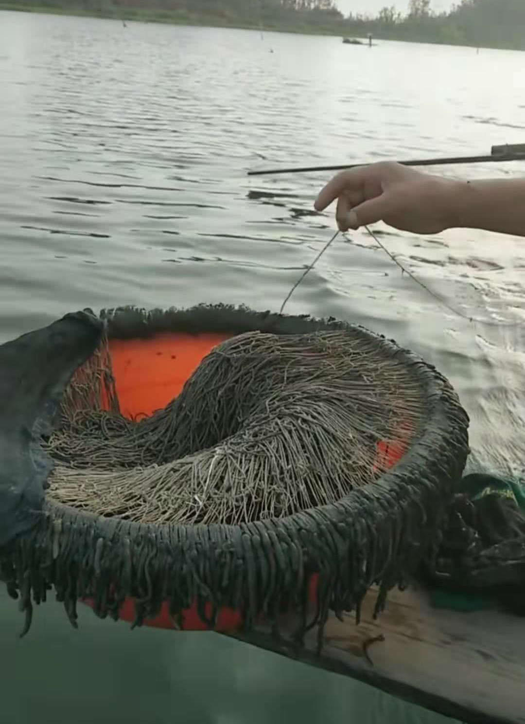 诱捕甲鱼的方法,诱捕野生甲鱼的最快方法视频