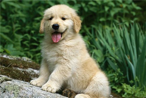 犬瘟热中兽医辨证论治,犬瘟热后遗症中兽医治疗