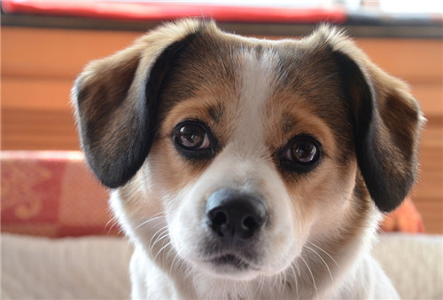 犬瘟热中兽医辨证论治,犬瘟热后遗症中兽医治疗