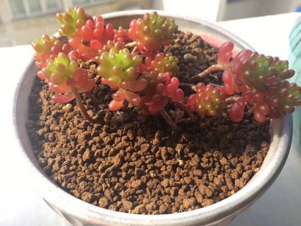 红色多肉怎样让它越来越红,红色浆果多肉一碰就掉叶子