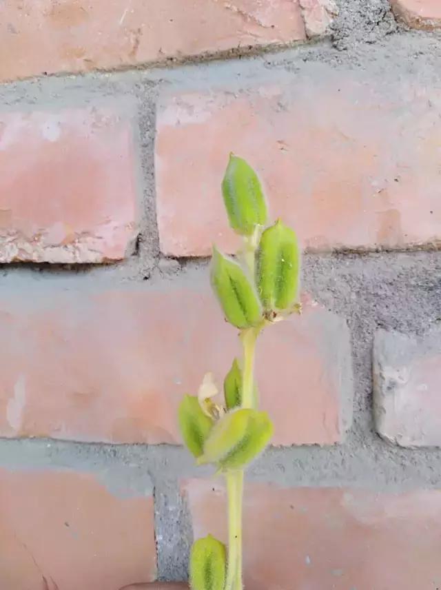 老南阳故事大全,老南阳回忆