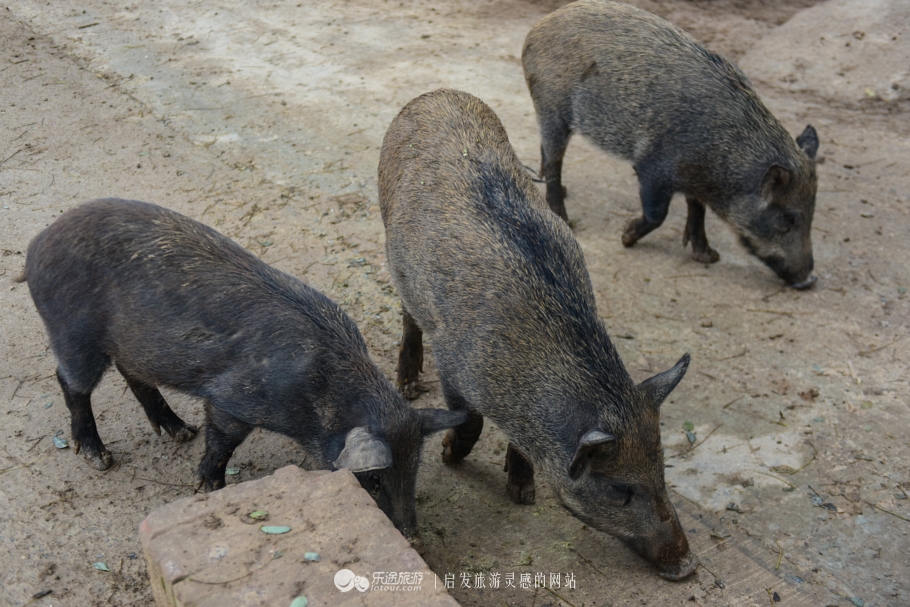 天下黄土第一塬甘肃庆阳,地球上黄土最厚的地方