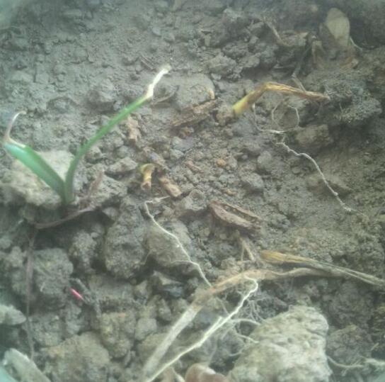 盆栽马蹄莲冬季种球要不要挖出来,马蹄莲枯萎后种球怎么养