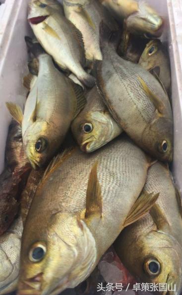 海钓一次大概花费多少钱,海钓一次多少钱视频