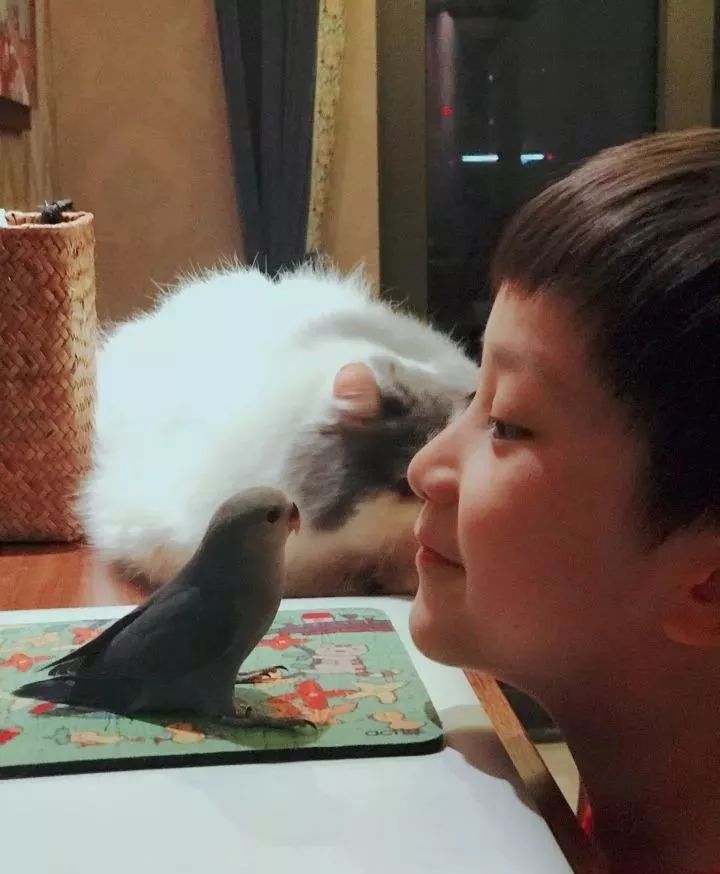 新手养的鹦鹉各优缺点,养鹦鹉少走30年弯路