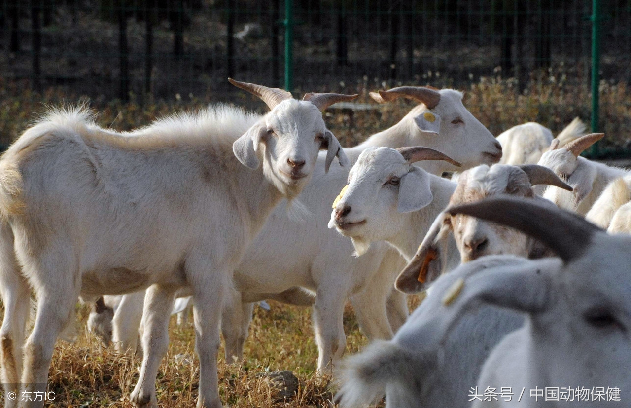 圈养山羊有哪些常见病,养殖山羊的技术和管理方法