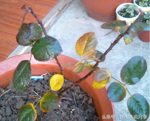 月季冬天需要防虫吗,月季冬天冻死吗