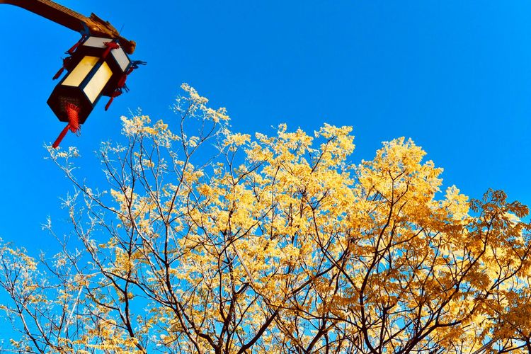 秋到上阳宫，黄叶蓝天高宫阙，皇帝都赞的美景，免费你都没去看？