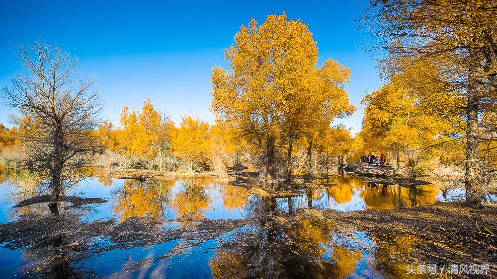 三千年守候额济纳完整版,大美金塔胡杨林