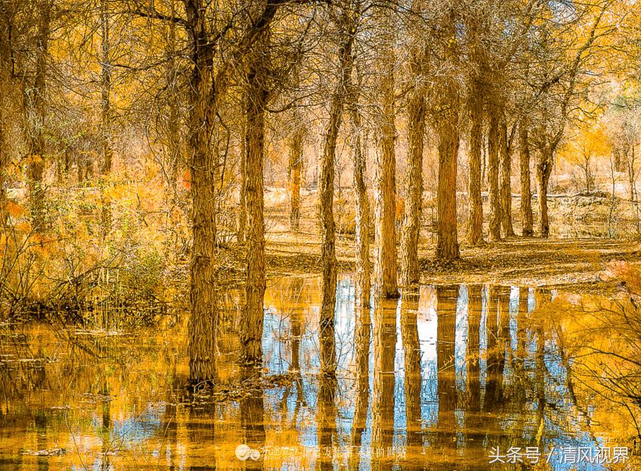 千年的等待纯音乐,金塔胡杨林美照