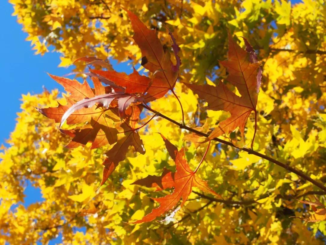 西山森林公园秋季爬山攻略,秋天西山国家森林公园