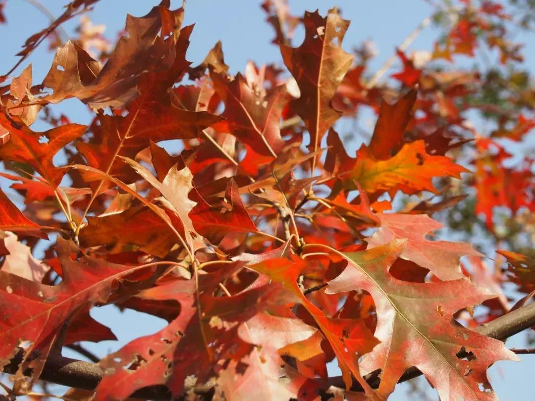 西山森林公园秋季爬山攻略,秋天西山国家森林公园