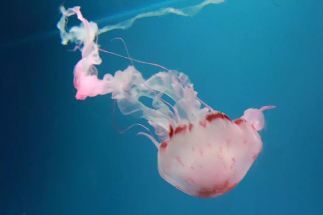 娴欐睙鍙板窞瀹濊棌鐢峰,鍙板窞瀹濊棌鐢风敓