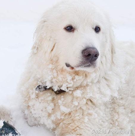 阳光帅气大白熊,最漂亮大白熊
