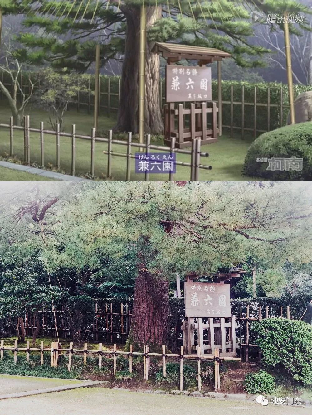 日本高品质小锦鲤,日本金泽市北陆