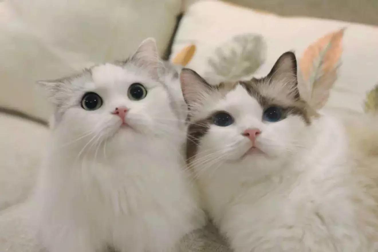 猫粮有关猫咪的健康可不能随便选 (猫咪生病吃哪种湿猫粮)