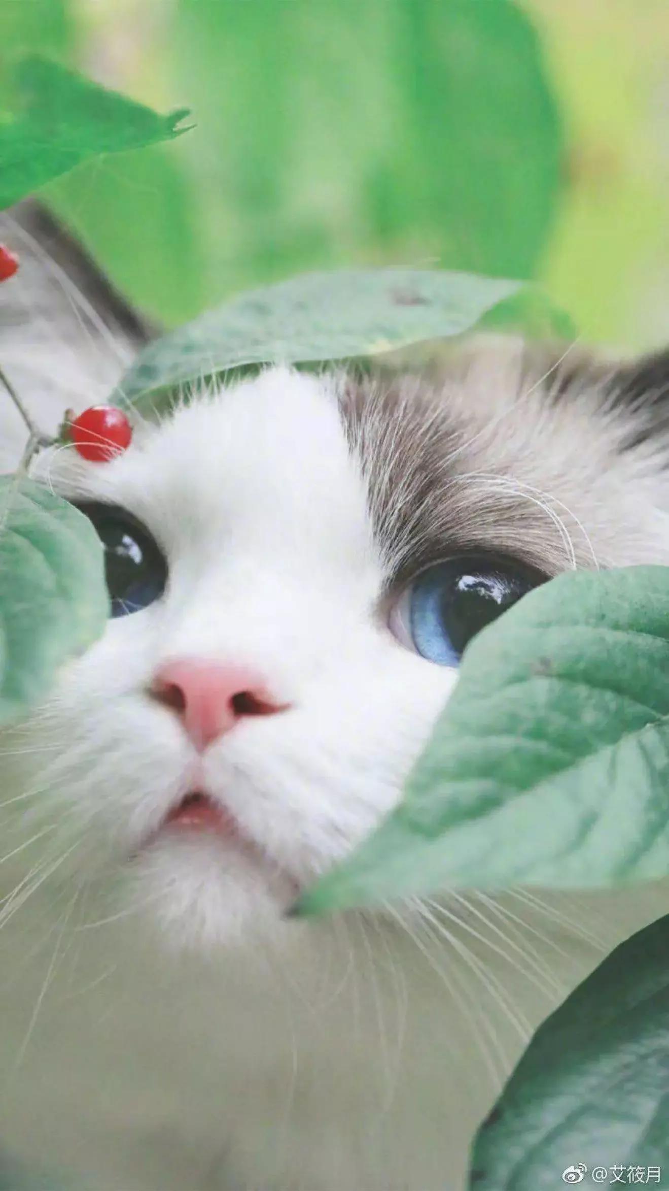 猫粮有关猫咪的健康可不能随便选 (猫咪生病吃哪种湿猫粮)